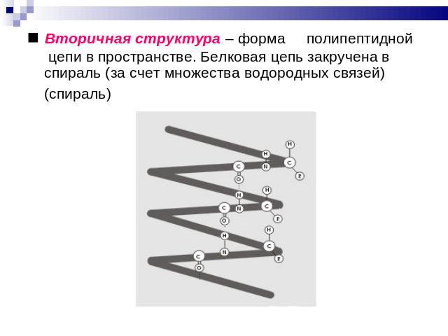 ■ Вторичная структура – форма полипептидной цепи в пространстве. Белковая цепь закручена в спираль (за счет множества водородных связей) (спираль)