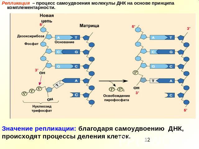 Репликация – процесс самоудвоения молекулы ДНК на основе принципа комплементарности. Значение репликации: благодаря самоудвоению ДНК, происходят процессы деления клеток.
