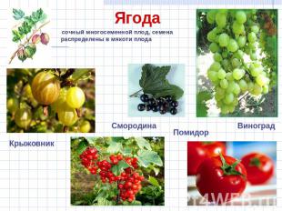 сочный многосеменной плод, семена распределены в мякоти плода сочный многосеменн