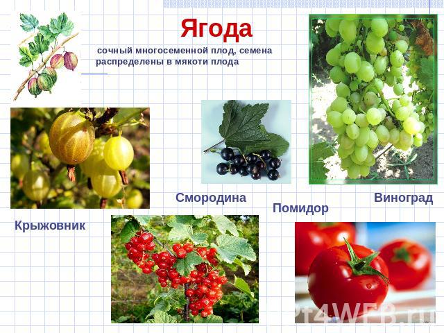 сочный многосеменной плод, семена распределены в мякоти плода сочный многосеменной плод, семена распределены в мякоти плода