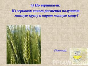 4) По вертикали:Из зерновок какого растения получают манную крупу и варят манную
