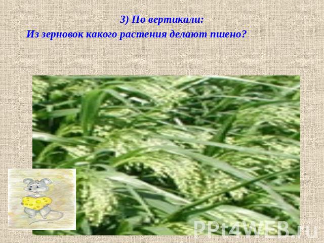3) По вертикали:Из зерновок какого растения делают пшено?