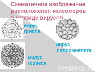 Схематичное изображение расположения капсомеров в капсиде вирусов вирус гриппа В