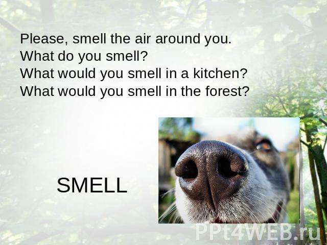 Please, smell the air around you. What do you smell? What would you smell in a kitchen?What would you smell in the forest? SMELL