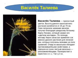 Василёк Талиева Василёк Талиева — прелестный цветок. Высота данного многолетнего