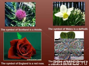 The symbol of Scotland is a thistle. The symbol of Wales is a daffodil. The symb