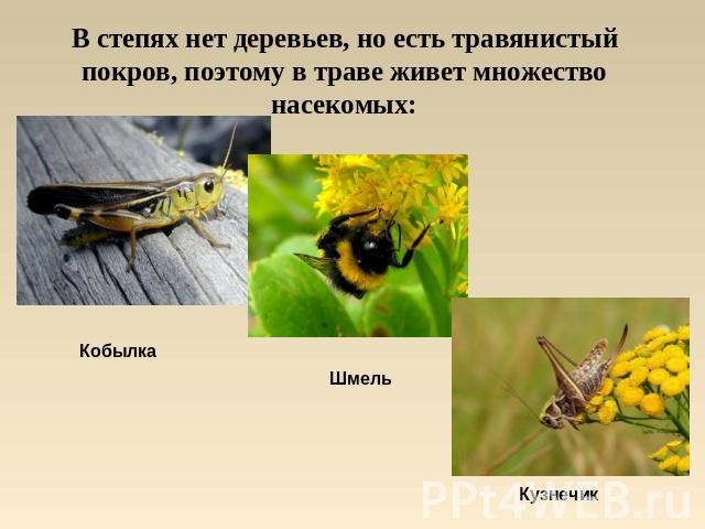 В степях нет деревьев, но есть травянистый покров, поэтому в траве живет множество насекомых: