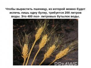 Чтобы вырастить пшеницу, из которой можно будет испечь лишь одну булку, требуетс