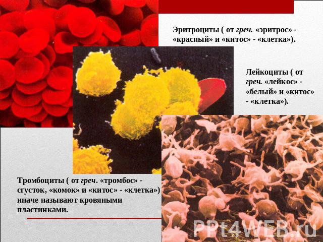 Эритроциты ( от греч. «эритрос» - «красный» и «китос» - «клетка»). Лейкоциты ( от греч. «лейкос» - «белый» и «китос» - «клетка»). Тромбоциты ( от греч. «тромбос» - сгусток, «комок» и «китос» - «клетка») иначе называют кровяными пластинками.