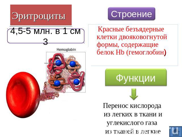 Эритроциты 4,5-5 млн. в 1 см 3 Строение Красные безъядерные клетки двояковогнутой формы, содержащие белок Hb (гемоглобин) Функции Перенос кислорода из легких в ткани и углекислого газа из тканей в легкие
