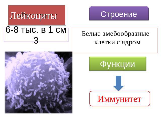 Лейкоциты 6-8 тыс. в 1 см 3 Строение Белые амебообразные клетки с ядром Функции Иммунитет