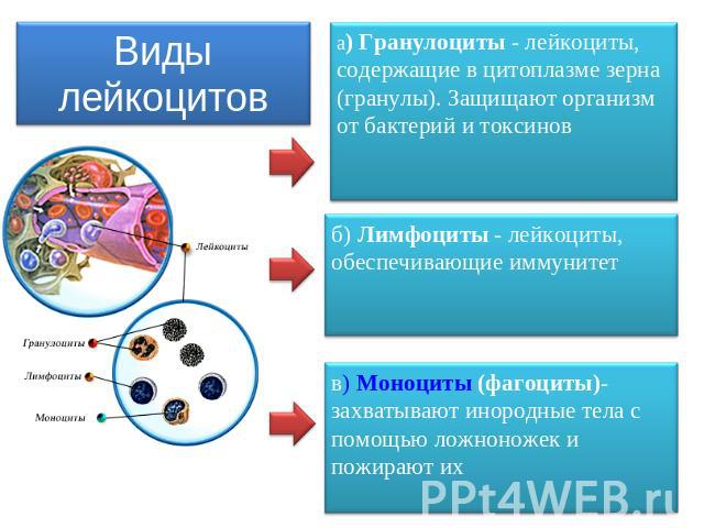 Виды лейкоцитов а) Гранулоциты - лейкоциты, содержащие в цитоплазме зерна (гранулы). Защищают организм от бактерий и токсинов б) Лимфоциты - лейкоциты, обеспечивающие иммунитет в) Моноциты (фагоциты)- захватывают инородные тела с помощью ложноножек …