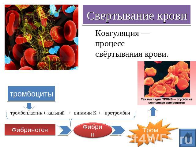 Свертывание крови Коагуляция — процесс свёртывания крови. тромбоциты