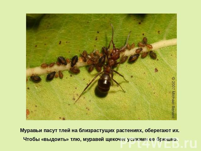Муравьи пасут тлей на близрастущих растениях, оберегают их. Чтобы «выдоить» тлю, муравей щекочет усиками ее брюшко.