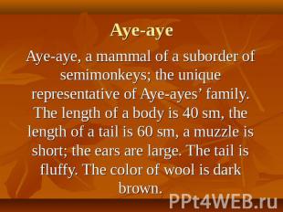 Aye-aye, a mammal of a suborder of semimonkeys; the unique representative of Aye