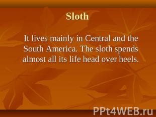 It lives mainly in Central and the South America. The sloth spends almost all it