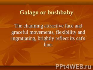 Galago or bushbaby The charming attractive face and graceful movements, flexibil