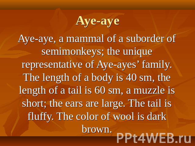 Aye-aye, a mammal of a suborder of semimonkeys; the unique representative of Aye-ayes’ family. The length of a body is 40 sm, the length of a tail is 60 sm, a muzzle is short; the ears are large. The tail is fluffy. The color of wool is dark brown.