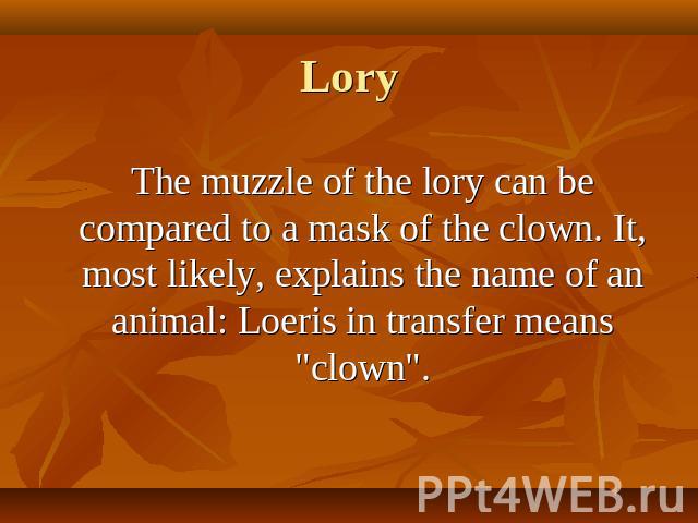 The muzzle of the lory can be compared to a mask of the clown. It, most likely, explains the name of an animal: Loeris in transfer means 