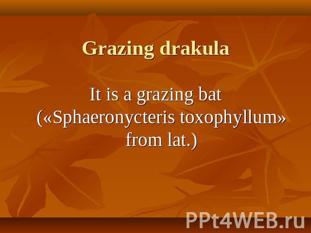 It is a grazing bat («Sphaeronycteris toxophyllum» from lat.)