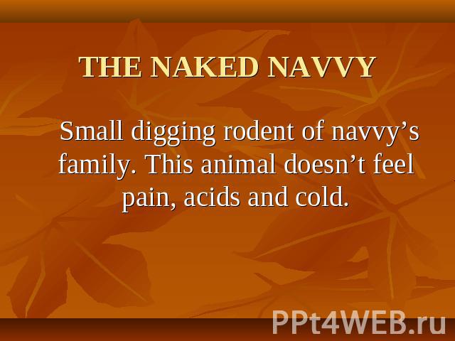 THE NAKED NAVVY Small digging rodent of navvy’s family. This animal doesn’t feel pain, acids and cold.