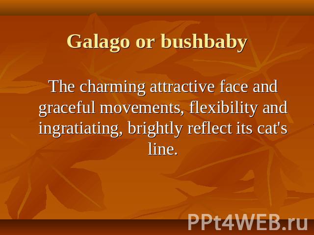 Galago or bushbaby The charming attractive face and graceful movements, flexibility and ingratiating, brightly reflect its cat's line.