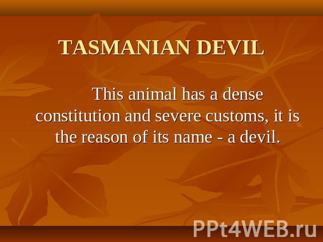 TASMANIAN DEVIL This animal has a dense constitution and severe customs, it is the reason of its name - a devil.