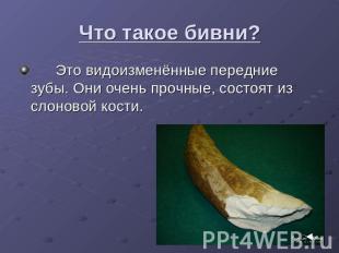 Что такое бивни? Это видоизменённые передние зубы. Они очень прочные, состоят из