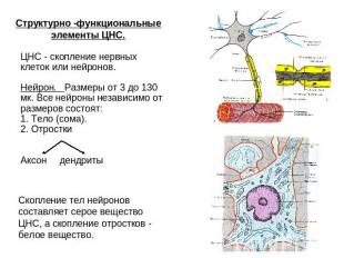 Структурно -функциональные элементы ЦНС. ЦНС - скопление нервных клеток или нейр