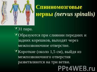 Спинномозговые нервы (nervus spinalis) 31 пара.Образуются при слиянии передних и