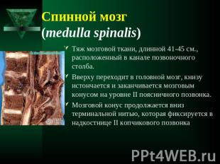 Спинной мозг (medulla spinalis) Тяж мозговой ткани, длинной 41-45 см., расположе