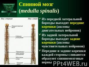 Спинной мозг (medulla spinalis) Из передней латеральной борозды выходят передние