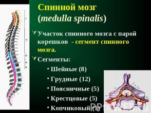 Спинной мозг (medulla spinalis) Участок спинного мозга с парой корешков - сегмен