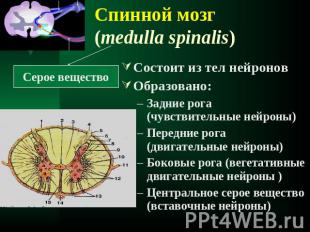 Спинной мозг (medulla spinalis) Состоит из тел нейроновОбразовано:Задние рога (ч