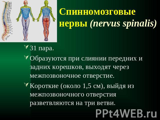 Спинномозговые нервы (nervus spinalis) 31 пара.Образуются при слиянии передних и задних корешков, выходят через межпозвоночное отверстие.Короткие (около 1,5 см), выйдя из межпозвоночного отверстия разветвляются на три ветви.