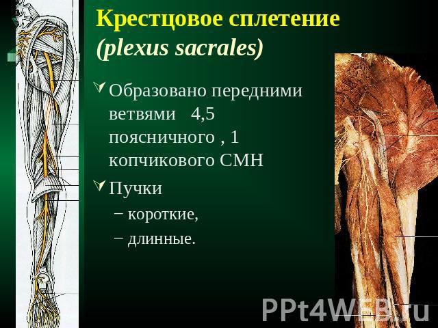 Крестцовое сплетение (plexus sacrales) Образовано передними ветвями 4,5 поясничного , 1 копчикового СМНПучкикороткие,длинные.