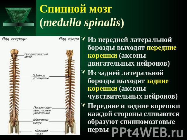 Спинной мозг (medulla spinalis) Из передней латеральной борозды выходят передние корешки (аксоны двигательных нейронов)Из задней латеральной борозды выходят задние корешки (аксоны чувствительных нейронов)Передние и задние корешки каждой стороны слив…