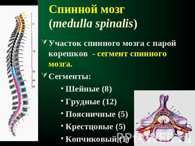 Спинной мозг (medulla spinalis) Участок спинного мозга с парой корешков - сегмент спинного мозга.Сегменты:Шейные (8)Грудные (12)Поясничные (5)Крестцовые (5)Копчиковый (1)