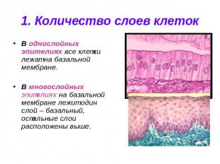 1. Количество слоев клеток В однослойных эпителиях все клетки лежат на базальной