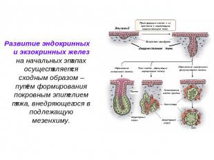 Развитие эндокринных и экзокринных желез на начальных этапах осуществляется сход