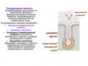 Экзокринные железы вырабатывают различные по химической природе и функциональном