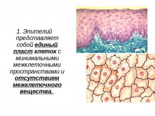 1. Эпителий представляет собой единый пласт клеток с минимальными межклеточными