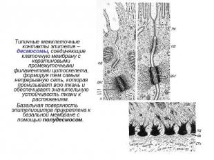 Типичные межклеточные контакты эпителия – десмосомы, соединяющие клеточную мембр