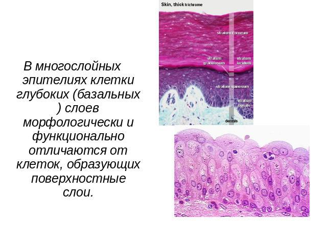 В многослойных эпителиях клетки глубоких (базальных) слоев морфологически и функционально отличаются от клеток, образующих поверхностные слои.