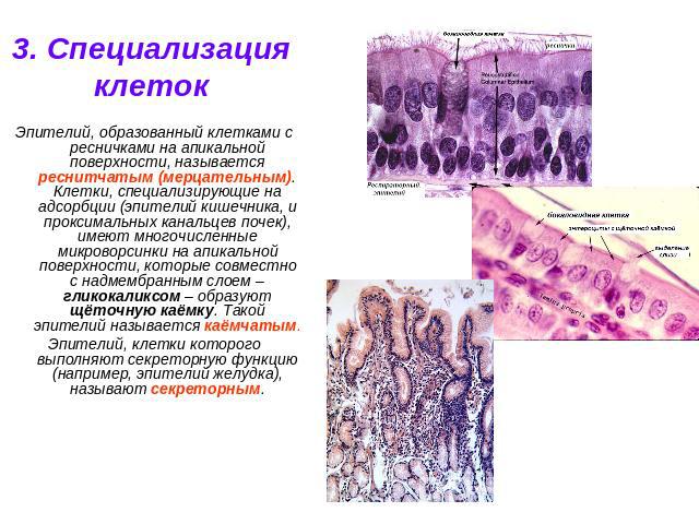 3. Специализация клеток Эпителий, образованный клетками с ресничками на апикальной поверхности, называется реснитчатым (мерцательным). Клетки, специализирующие на адсорбции (эпителий кишечника, и проксимальных канальцев почек), имеют многочисленные …