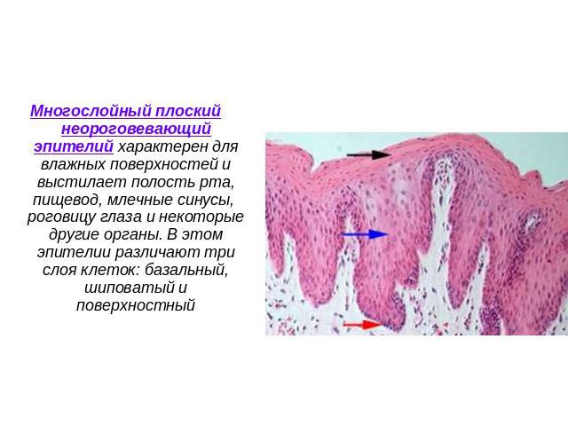 Многослойный плоский неороговевающий эпителий характерен для влажных поверхностей и выстилает полость рта, пищевод, млечные синусы, роговицу глаза и некоторые другие органы. В этом эпителии различают три слоя клеток: базальный, шиповатый и поверхностный