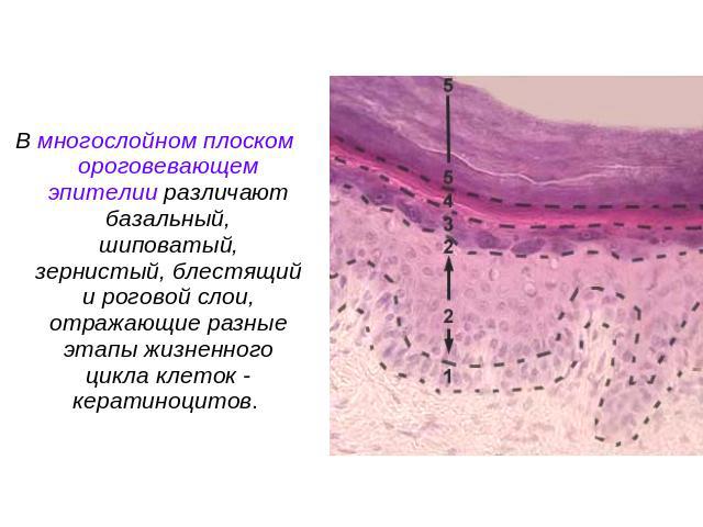 В многослойном плоском ороговевающем эпителии различают базальный, шиповатый, зернистый, блестящий и роговой слои, отражающие разные этапы жизненного цикла клеток - кератиноцитов.