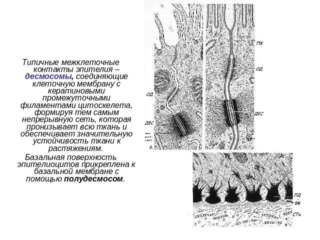 Типичные межклеточные контакты эпителия – десмосомы, соединяющие клеточную мембрану с кератиновыми промежуточными филаментами цитоскелета, формируя тем самым непрерывную сеть, которая пронизывает всю ткань и обеспечивает значительную устойчивость тк…