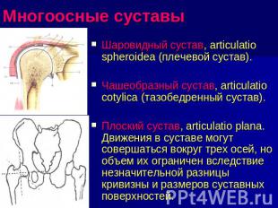 Многоосные суставы Шаровидный сустав, articulatio spheroidea (плечевой сустав).Ч