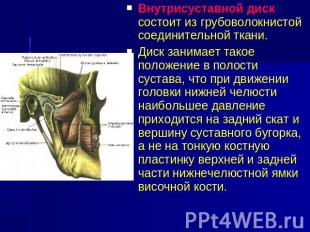 Внутрисуставной диск состоит из грубоволокнистой соединительной ткани. Диск зани